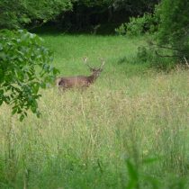 Camping le Ruisseau 